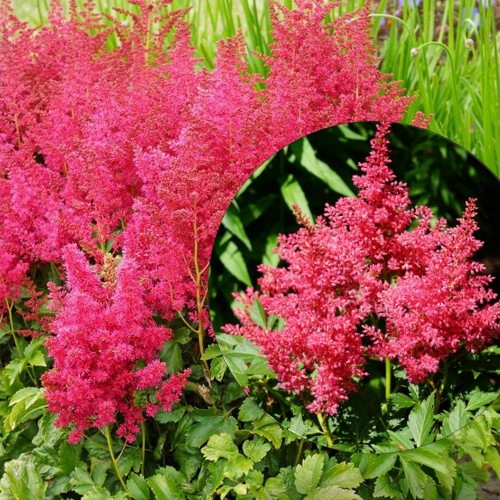 Astilbe arendsii 'Younique Ruby Red' - Arendsi astilbe 'Younique Ruby Red' C1,5/1,5L